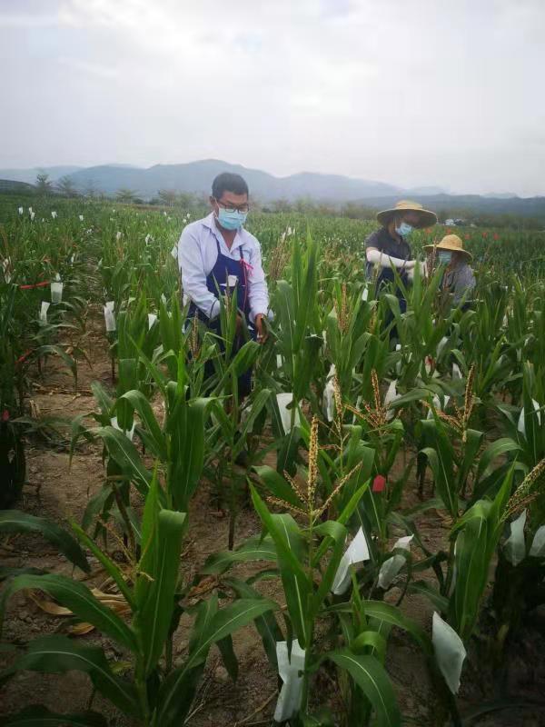 戰(zhàn)“疫”期，皖墾種業(yè)科研團隊堅守育種一線