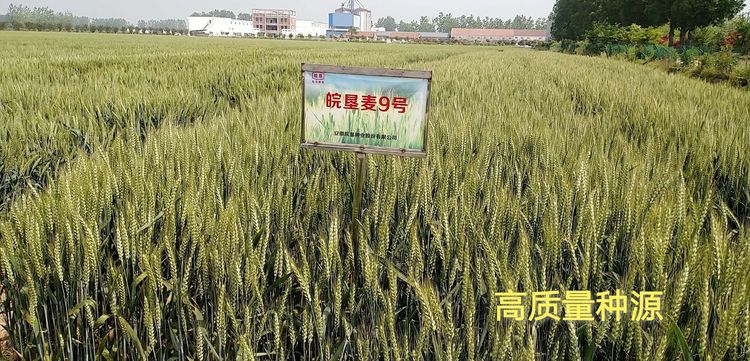 明光分公司：“四級聯(lián)動”抓種源質量