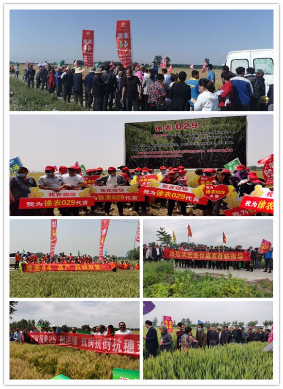 皖墾種業(yè)啟動2020年小麥種子營銷工作