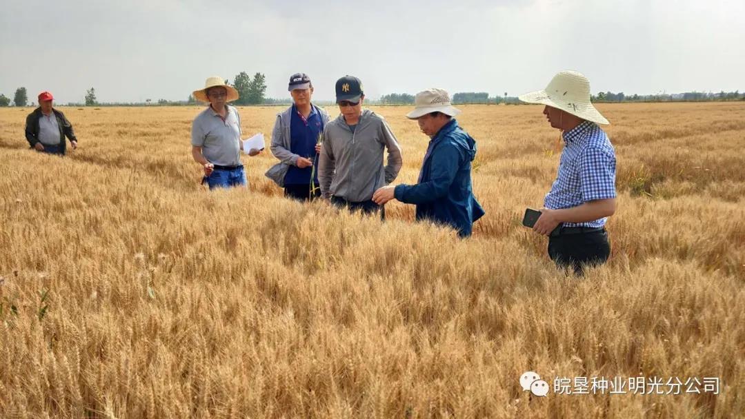 生產(chǎn)管理部驗收明光分公司小麥田間去雜去劣工作