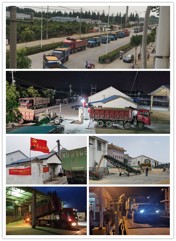 皖墾種業(yè)全面啟動(dòng)2020年小麥午收決戰(zhàn)