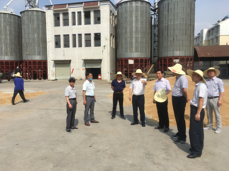 農(nóng)墾集團(tuán)領(lǐng)導(dǎo)到明光分公司指導(dǎo)午收工作