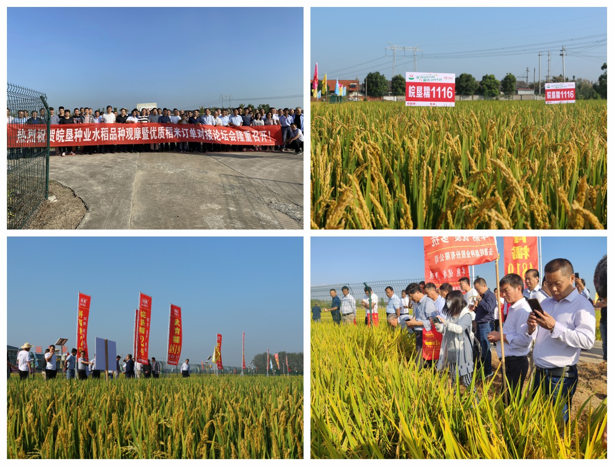 皖墾種業(yè)召開晚粳水稻新品種觀摩暨優(yōu)質(zhì)水稻訂單論壇會(huì)